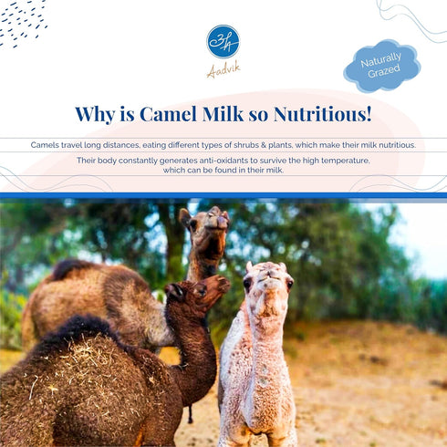 Aadvik Raw Camel Milk Powder Freeze Dried